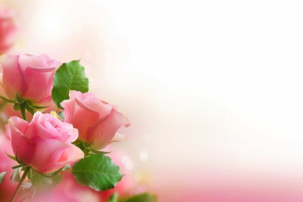 Flowers HD desktop wallpapers