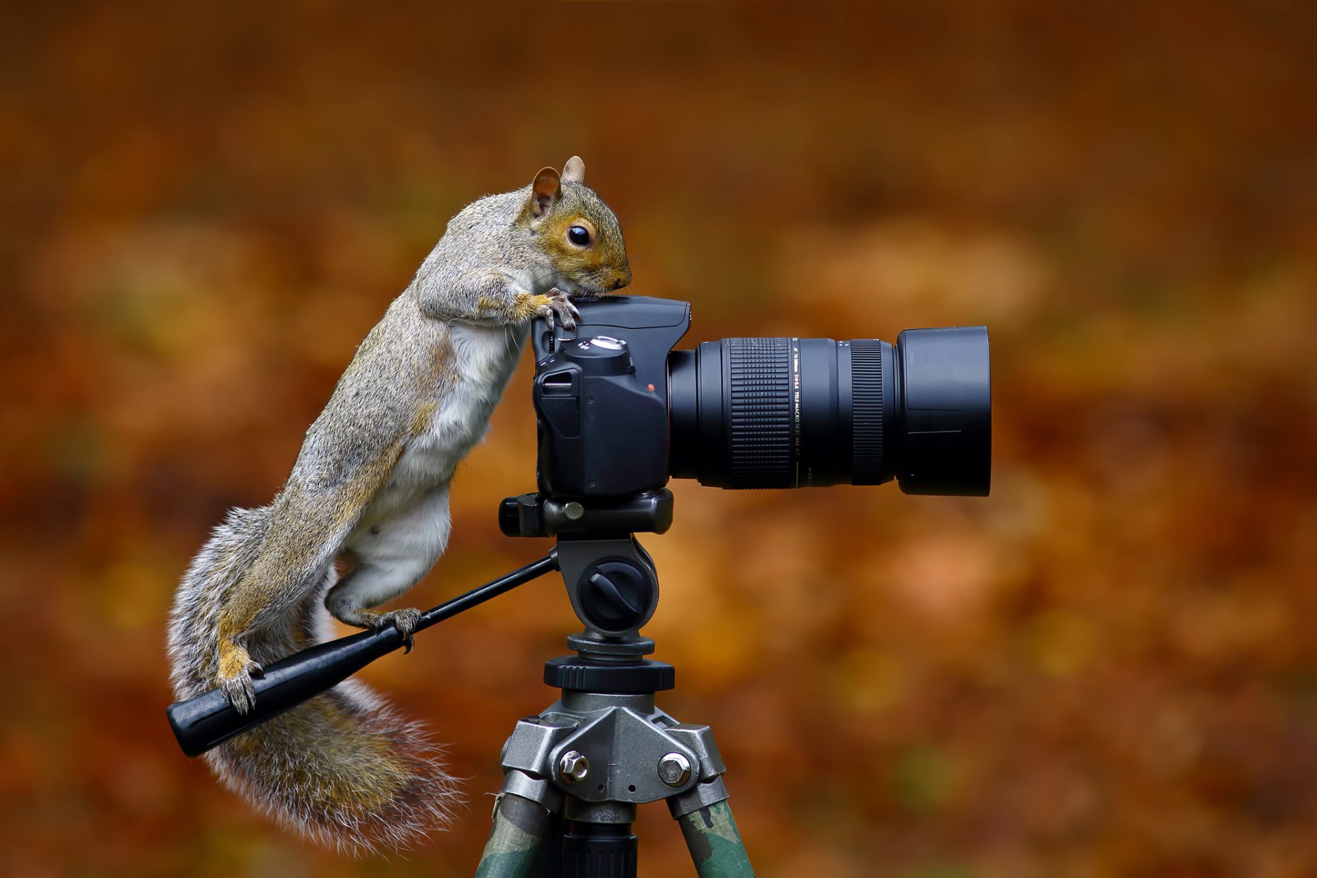 scoiattolo grigio selvaggio macchina fotografica scoiattolo