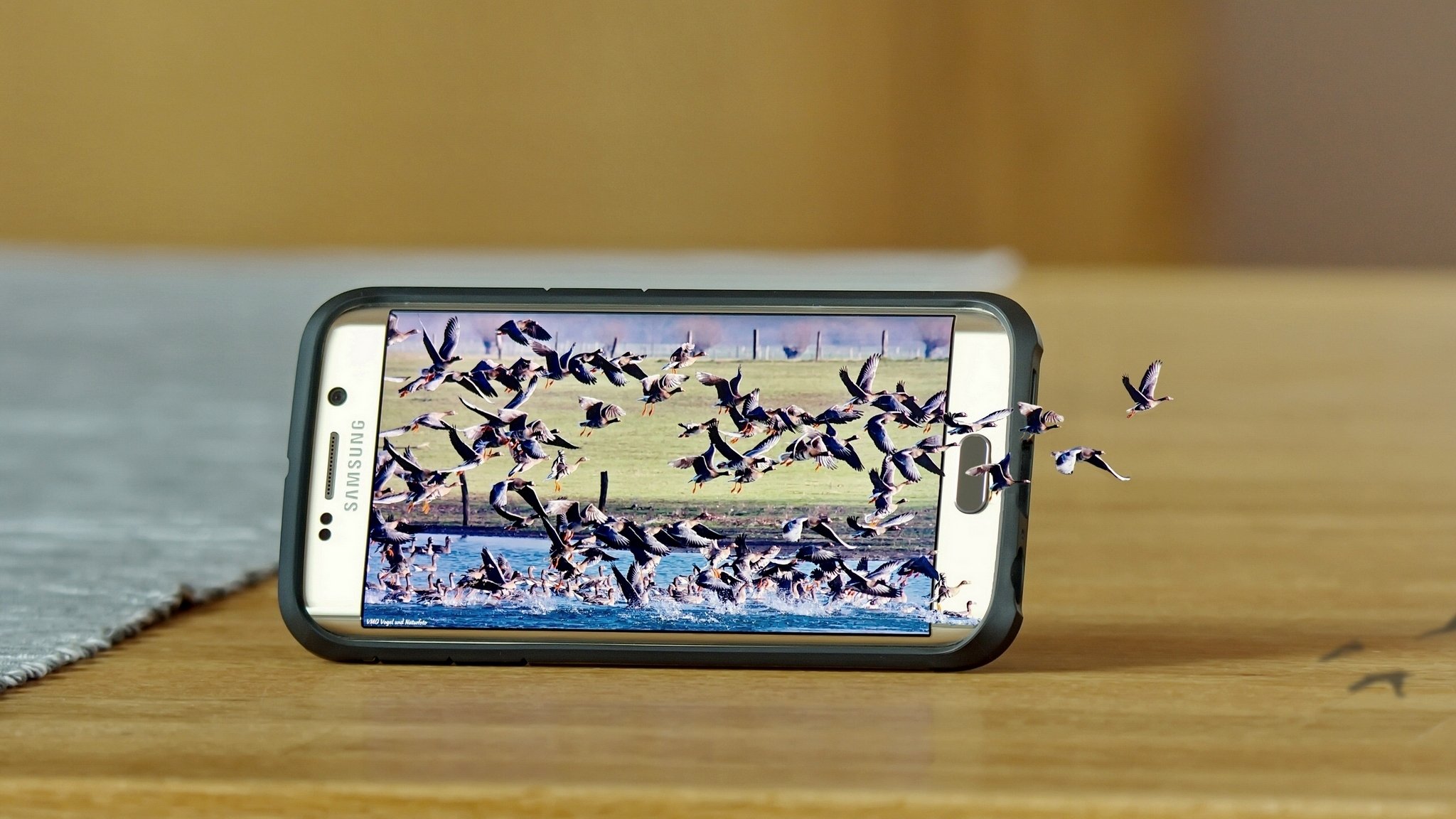 amsung galaxy s6 edge samsung smartphone nature bird