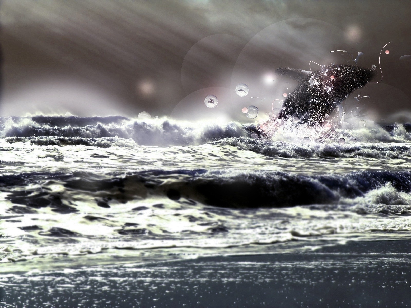 meer sturm strahlen spray kreise delphin natur tiere freiheit energie charaktermuster
