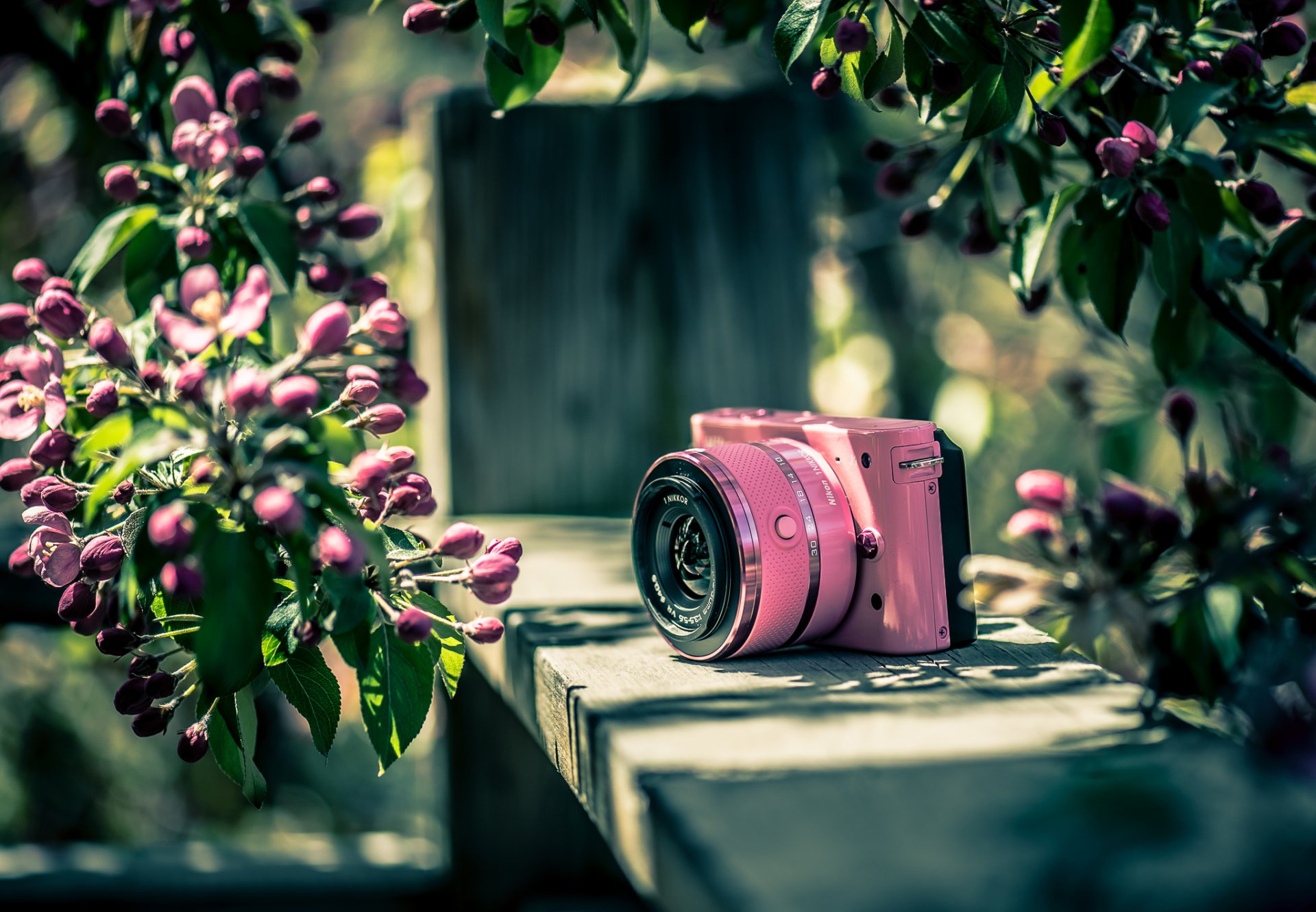 nikon appareil photo couleur fond