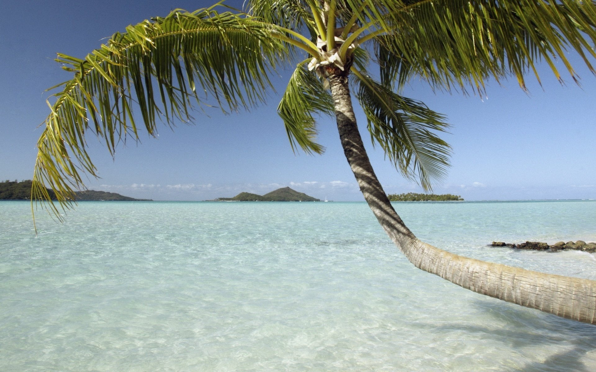 einsame palme über wasser wind wasser himmel palmen inseln sommer hitze hitze natur ozean landschaft küste azurblau