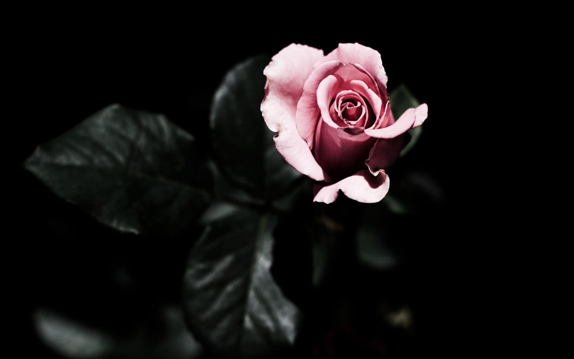 rose black background