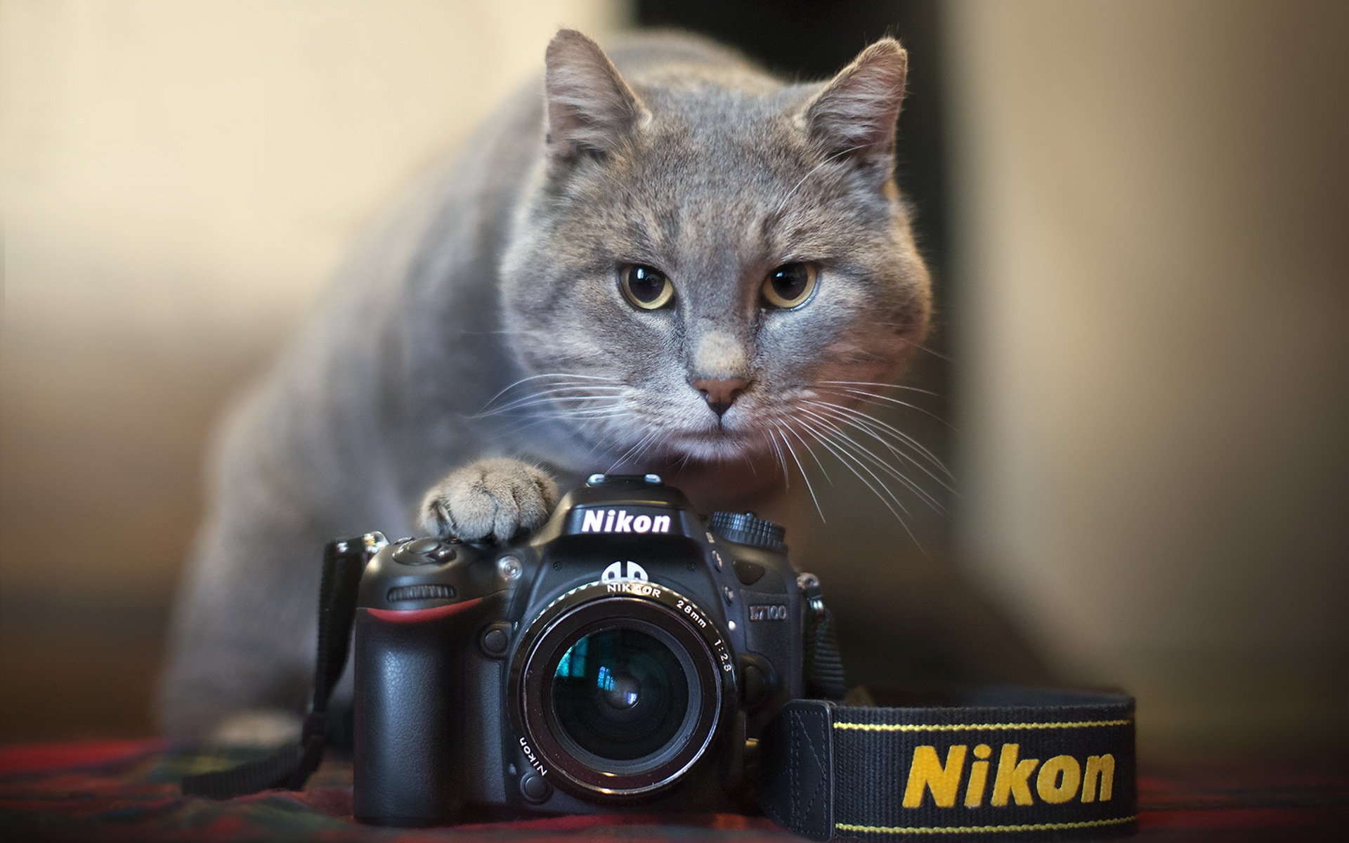 appareil photo nikon chat