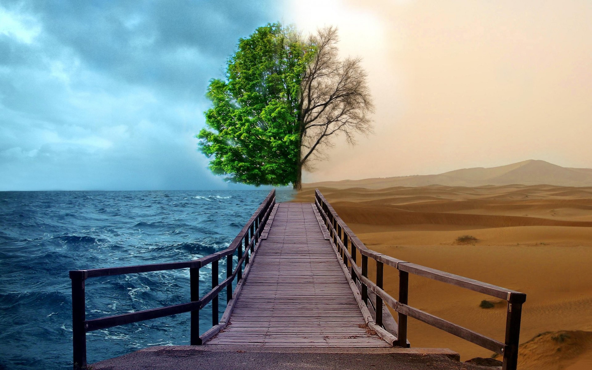 path sea tree desert water