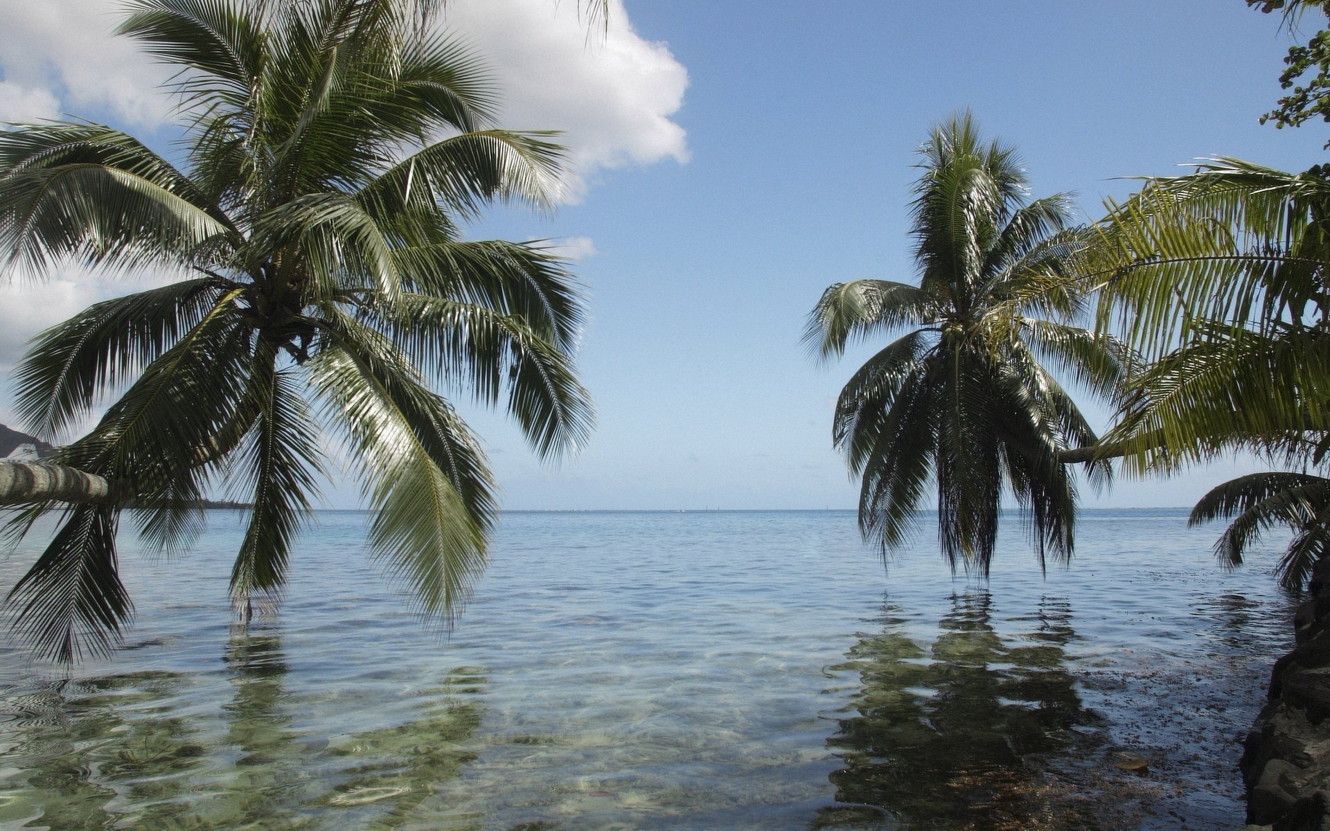 palmzweige sonnenstrahlen weiße wolken wasser himmel palmen tropen inseln horizont ozean meer palmen über wasser natur landschaft