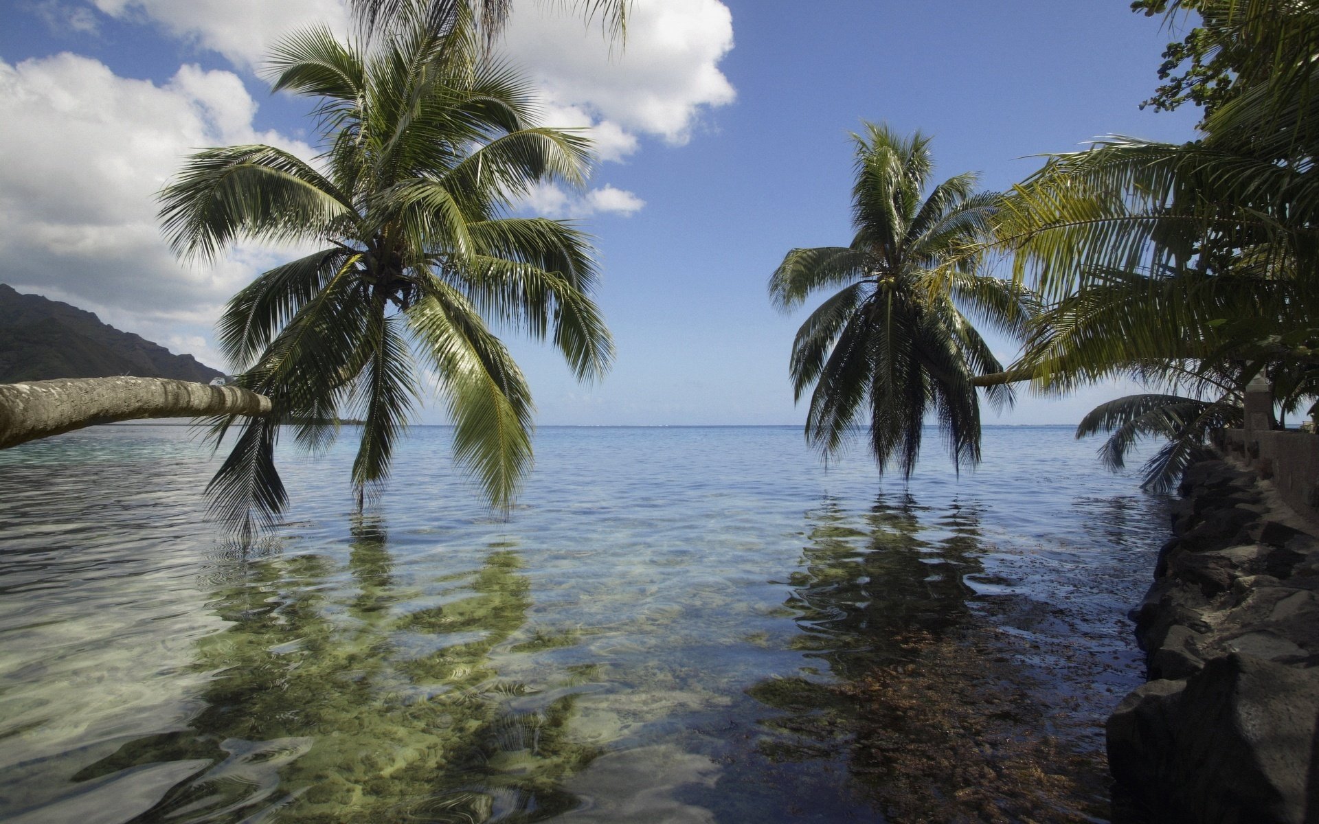 palm tree over water shadows breeze beach water the sky palm trees paradise tropics stay shore nature landscape summer heat horizon vegetation clouds view reflection