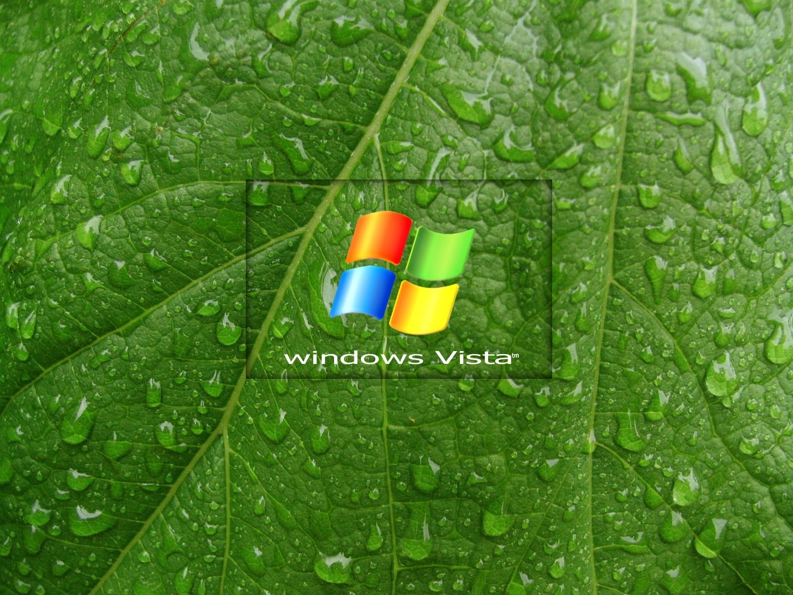 feuille verte windows vista gouttelettes emblèmes logos