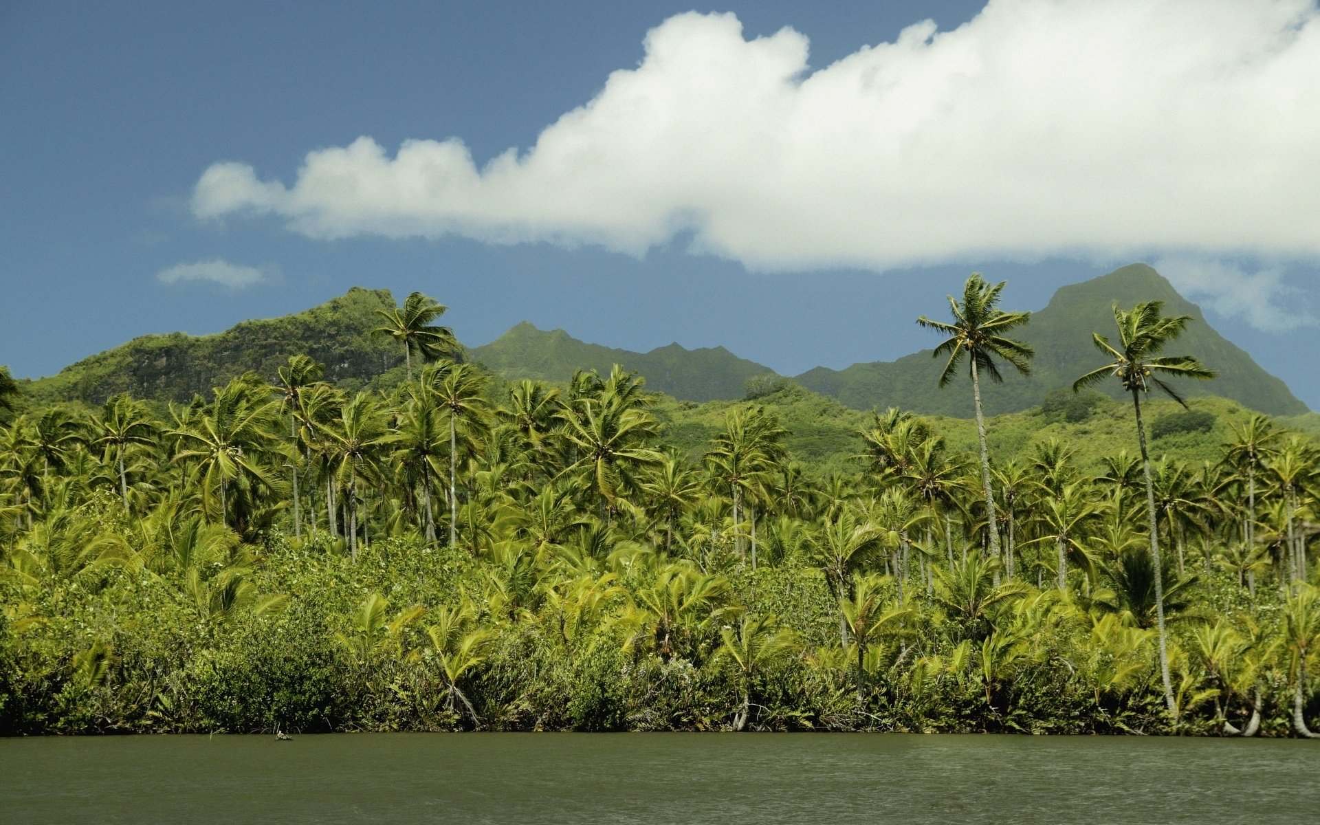 plant area storm greens the sky sea shore island nature clouds landscape paradise cote d azur palm tree
