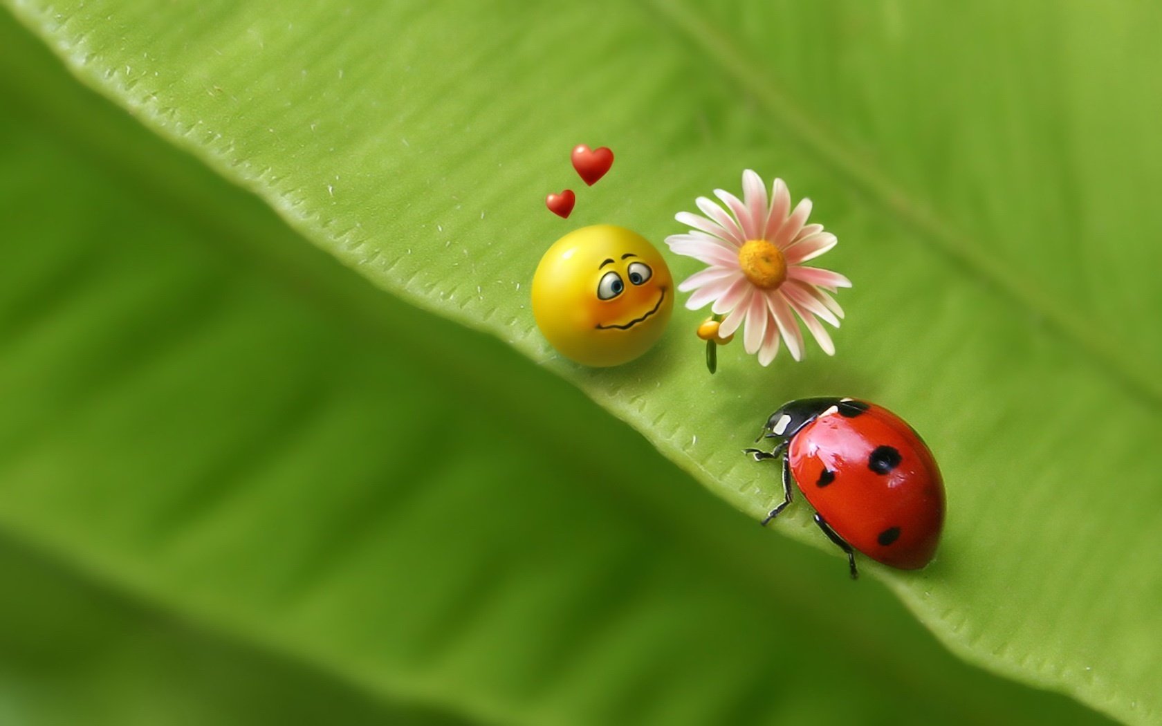 immagine romantica amore tutti sottomessi cuore fiore coccinella fiore sentimenti smiley foglia amore 3d