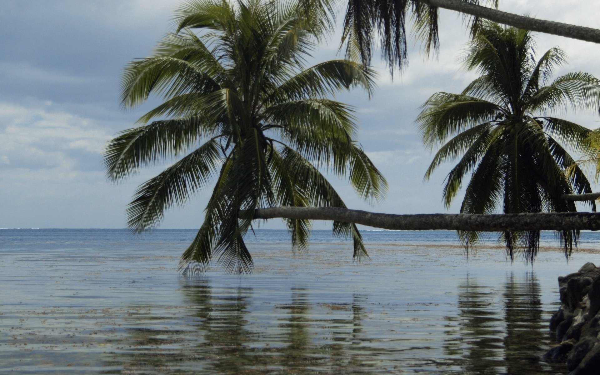 palmiers sur l eau ombres vagues eau ciel palmiers mer îles tropiques nature paysage horizon côte été chaleur paradis chaleur nuages vue