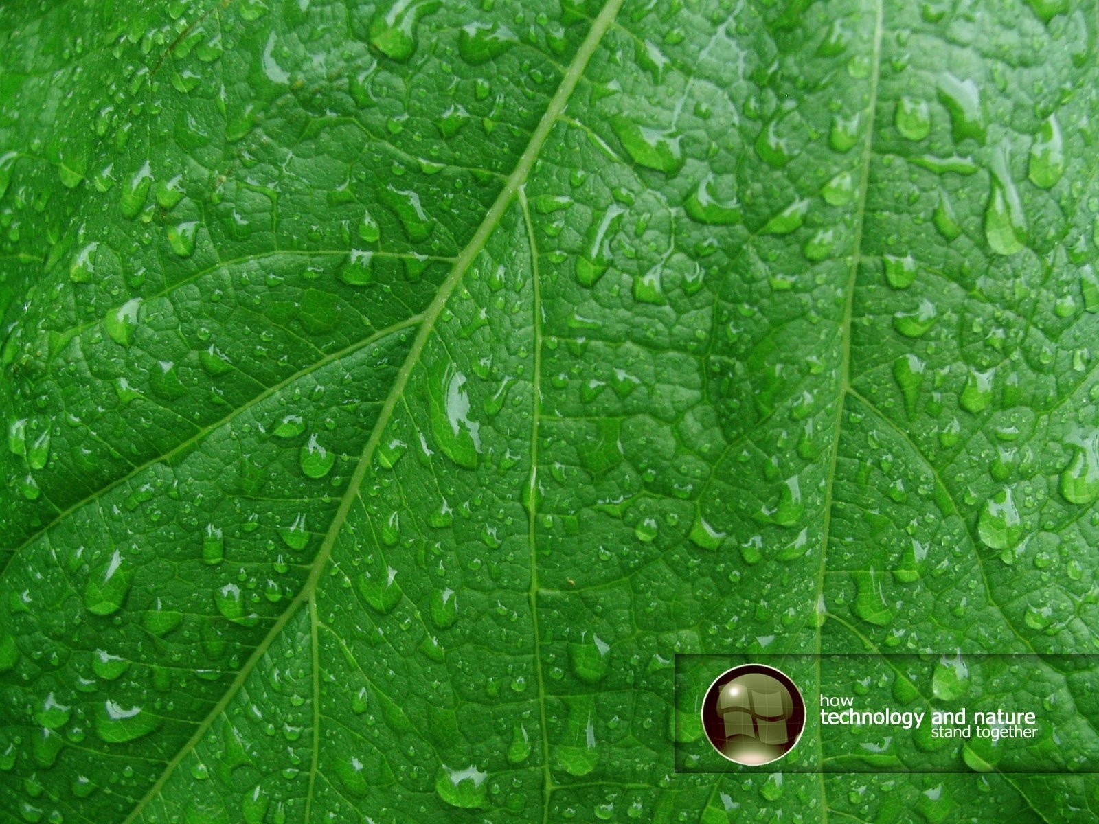 green leaf veins drops of dew