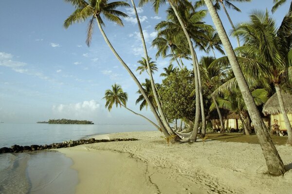Paysage de la côte de sable avec des palmiers
