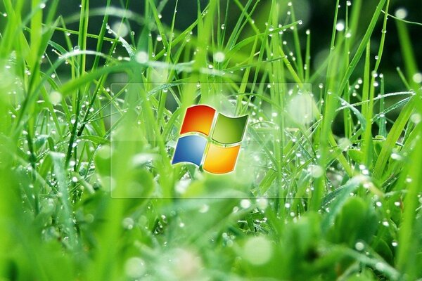Logo Windows z trawą i rosą