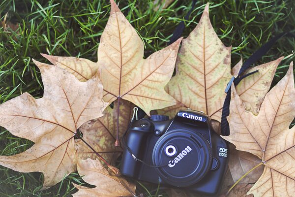 Macchina Fotografica Canon su foglie di acero gialle