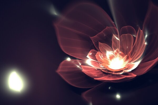 Flower lines and petals in the dark