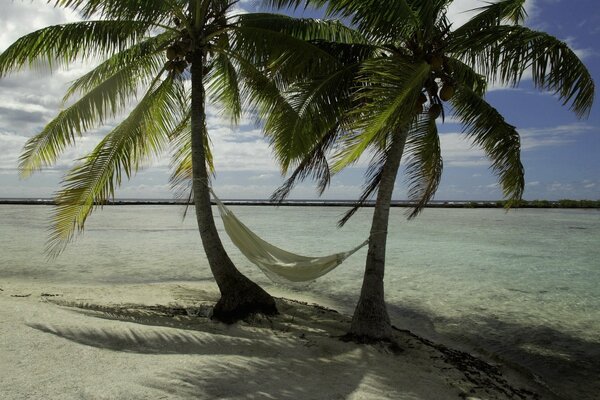 Un fantastico paesaggio di due Palme sull oceano