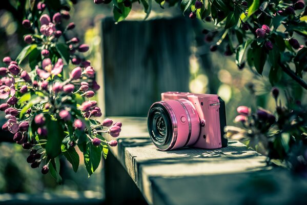 Pink nikon camera on a bench against a background of flowers