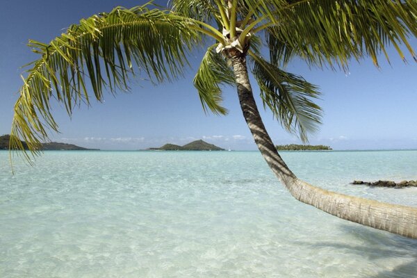 A lonely palm tree leaned over the ocean water