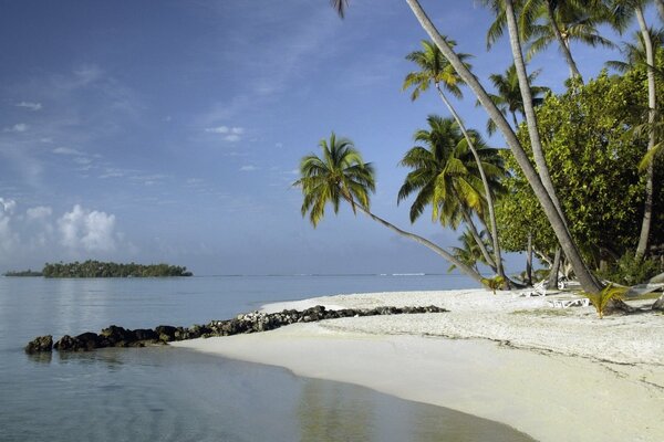 Palm trees on the sandy ocean shore