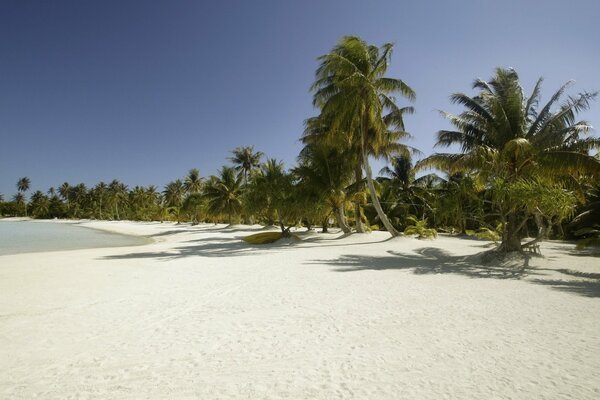 Palmeras en una playa de arena blanca