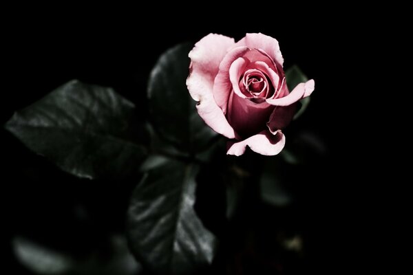 Rosa pallido su sfondo nero