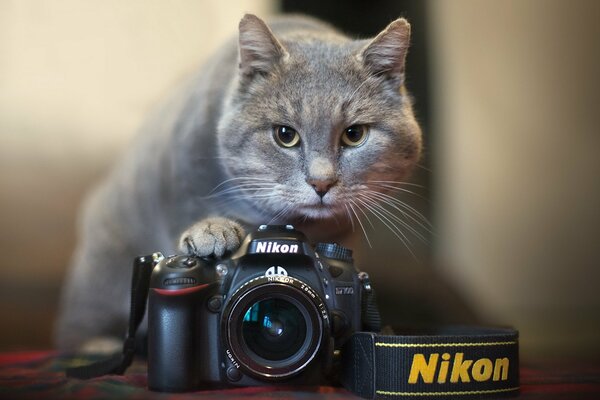 Gatto grigio con baffi bianchi con fotocamera nikkon