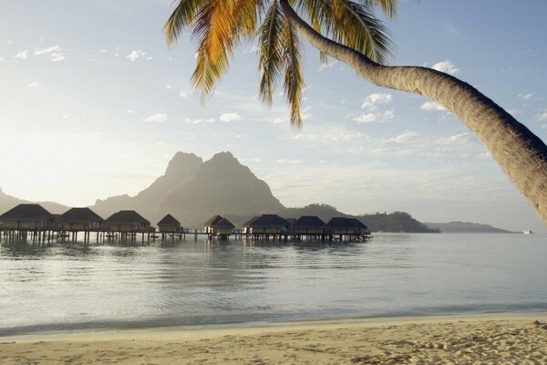 Paysage paradisiaque avec palmier sur la plage