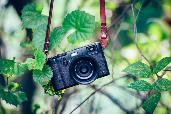 Camera nera su un ramo con foglie verdi