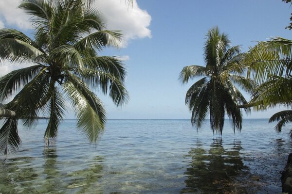 A tropical island in the ocean with palm trees above the water, clear sky and sun rays