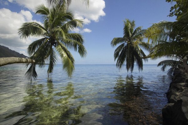 Reflection of palm trees in the ocean water