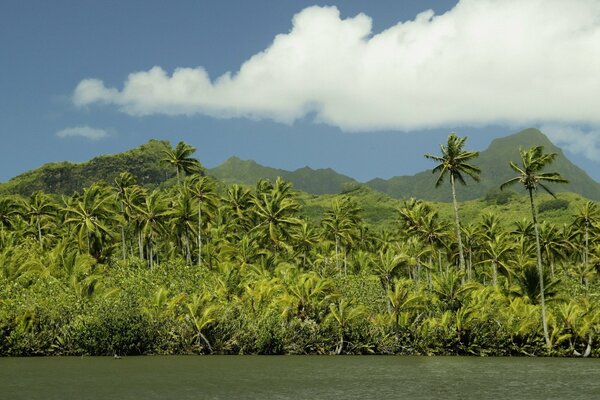 Rica vegetación en una isla en el océano