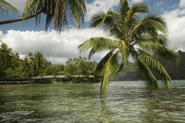 Hermoso paisaje - islas tropicales en el océano