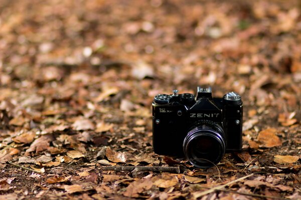 Marko photo of the Zenith camera in the leaves