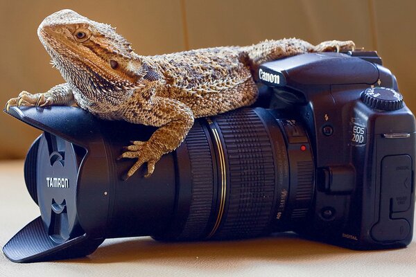 Grande caméra professionnelle sur elle reptile