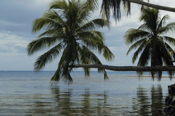 Пальмы склонились над водами океана