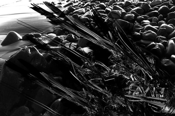A picture of a pebble in black