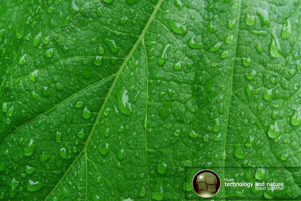 Streaks and dew drops are visible on the green leaf