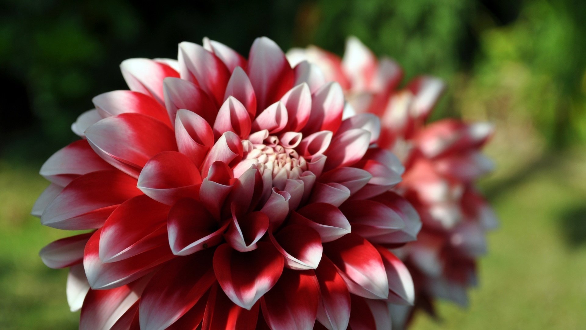 red middle flowers chrysanthemum white edges macro