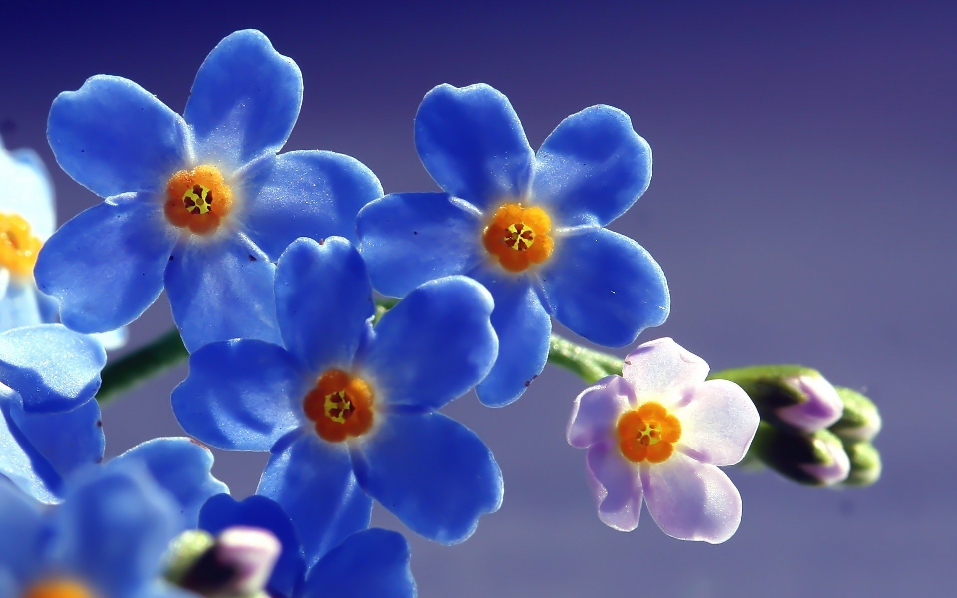 fiori creature blu piccole briciole ramoscello macro