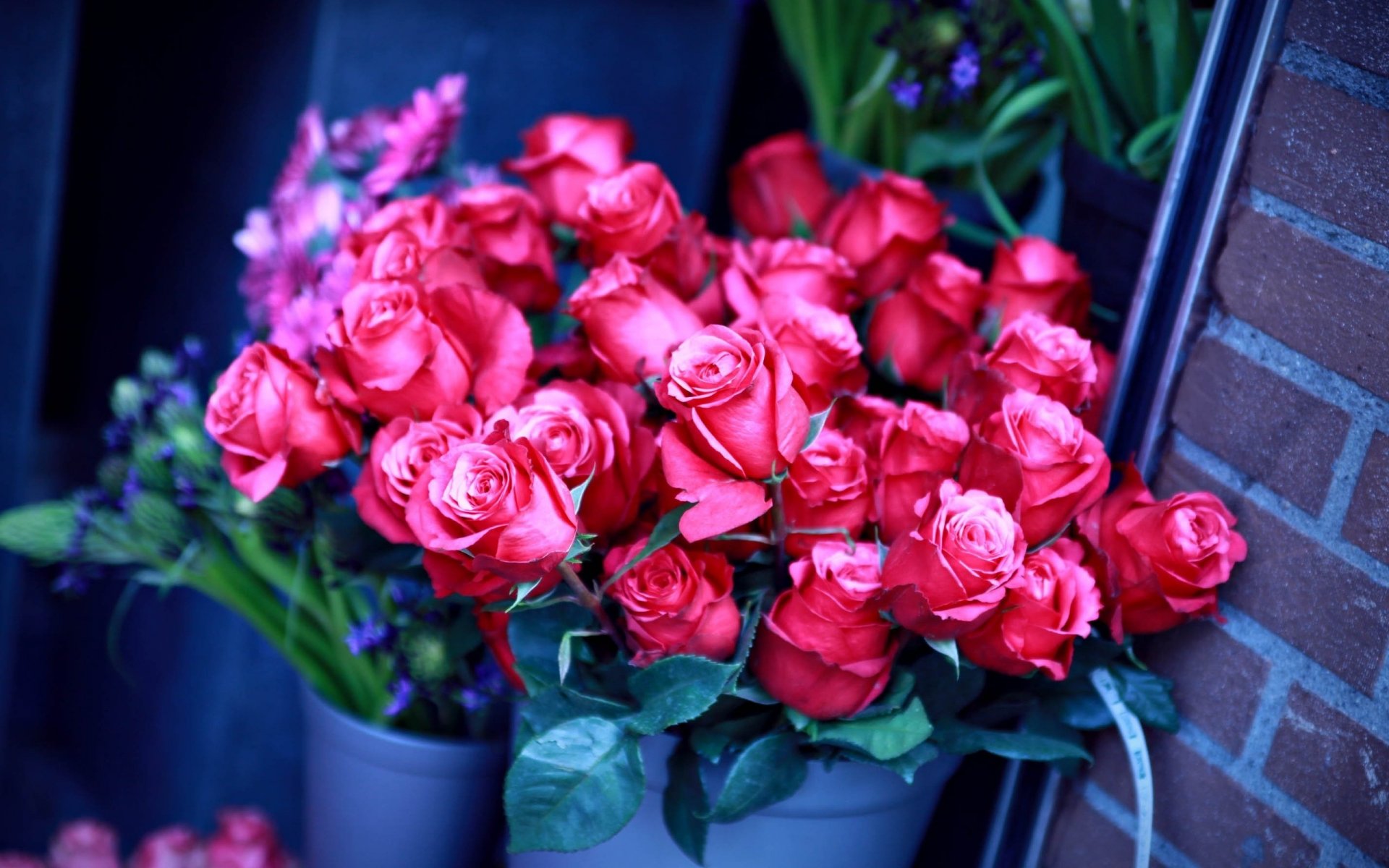 kleine rosen wachsen in einem topf zarte farbe blumen blumenstrauß rosen