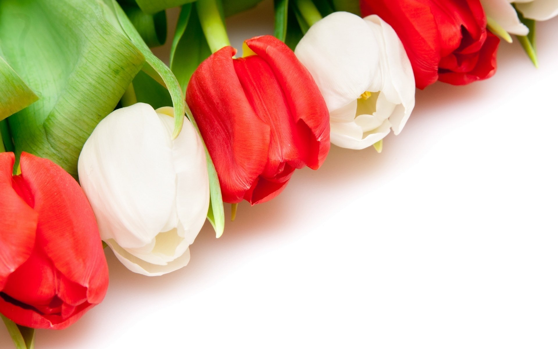 rangée blanc et rouge fleurs tulipe