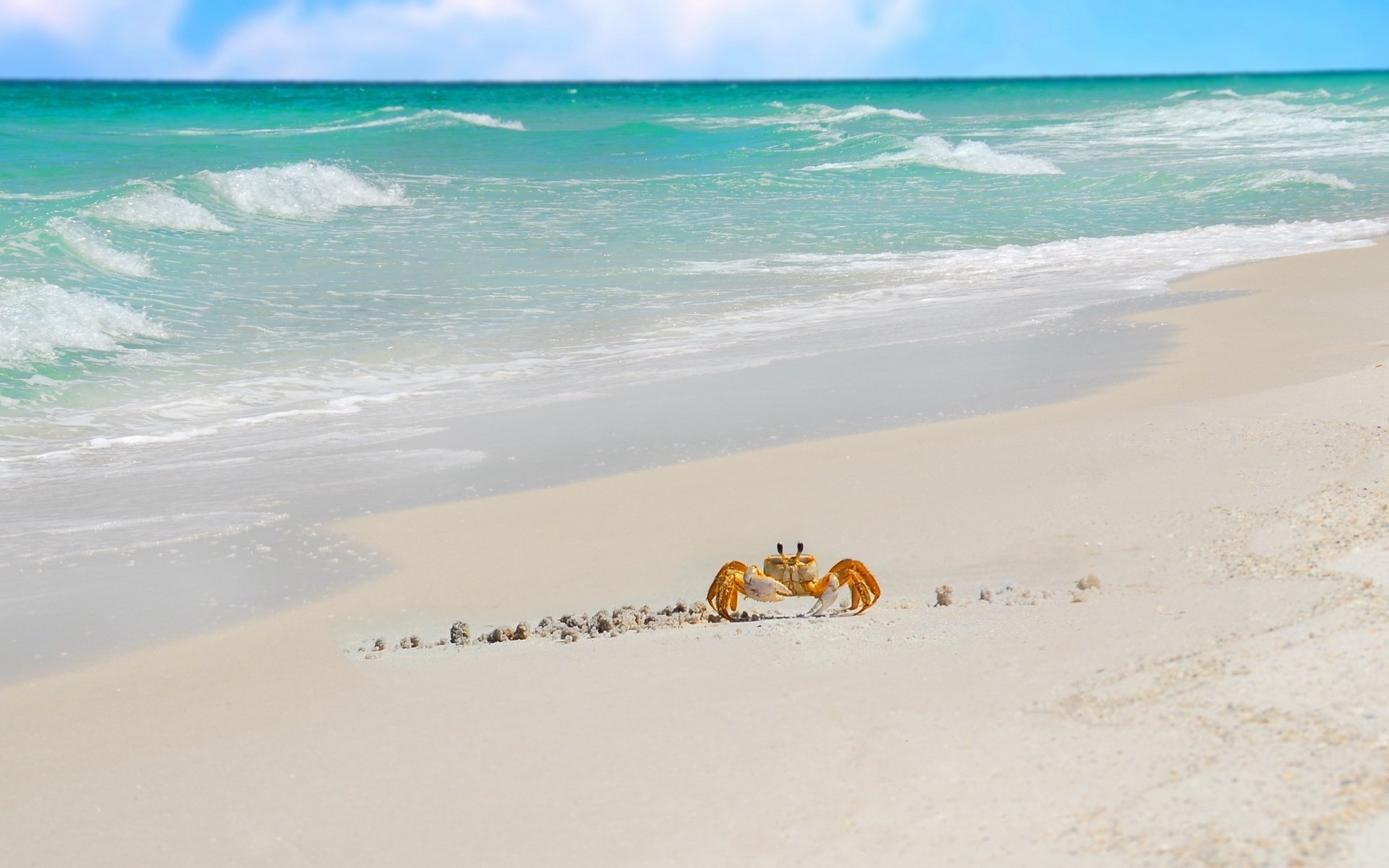 crabe vagues rayons du soleil plage eau animaux sable horizon paysage nature côte océan