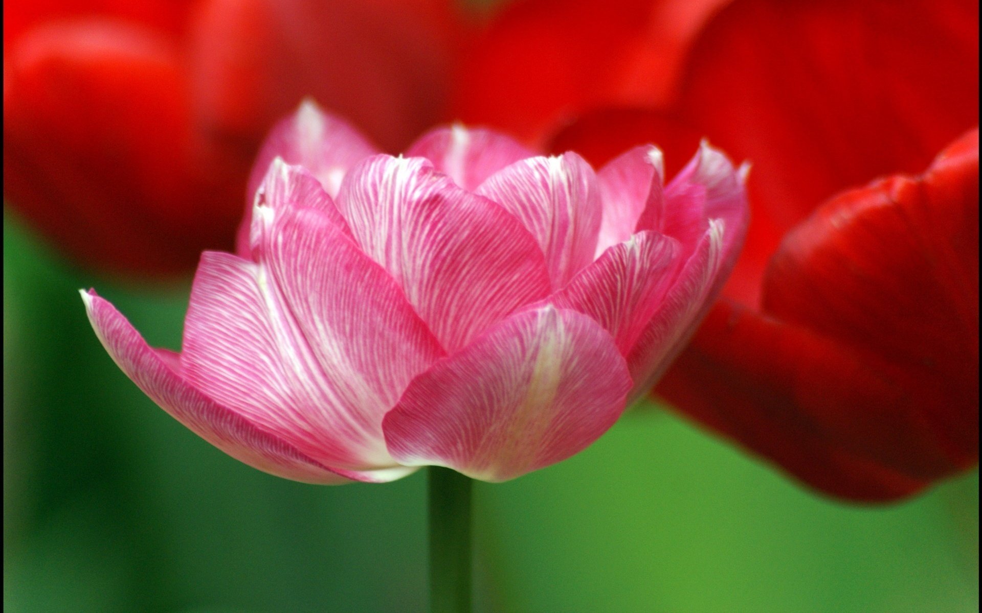 pétale rose veines blanches fleurs tulipes gros plan