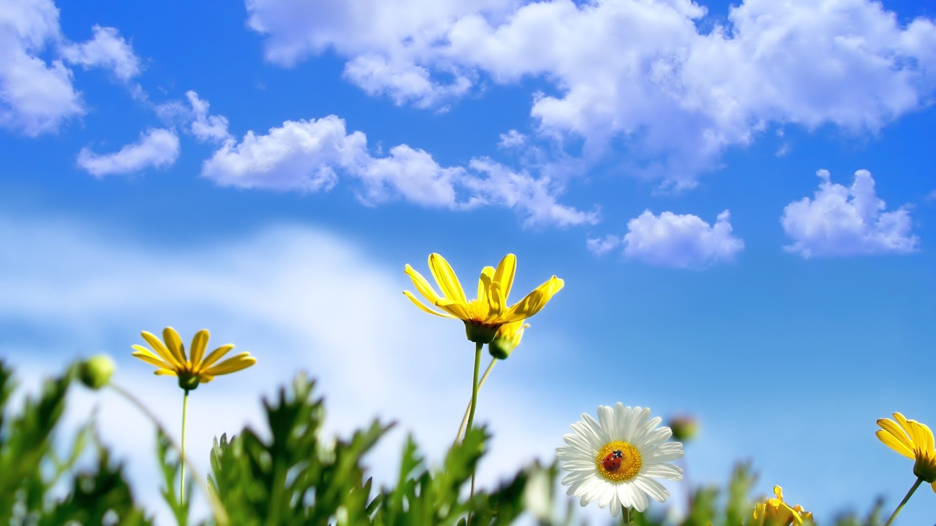 gelbe blütenblätter blumen blümchen weiße gänseblümchen himmel