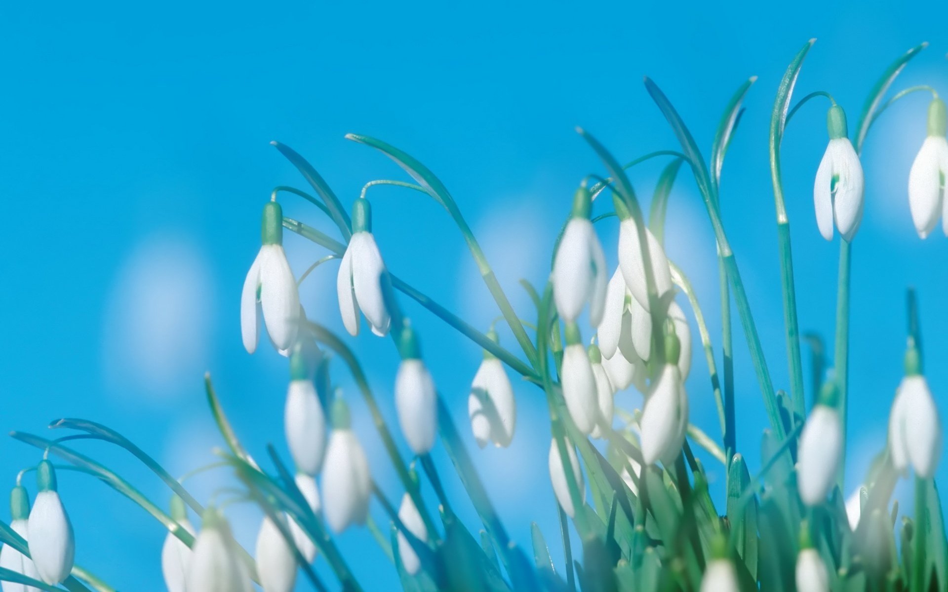 blumen frühling weiße geschöpfe glocken schneeglöckchen