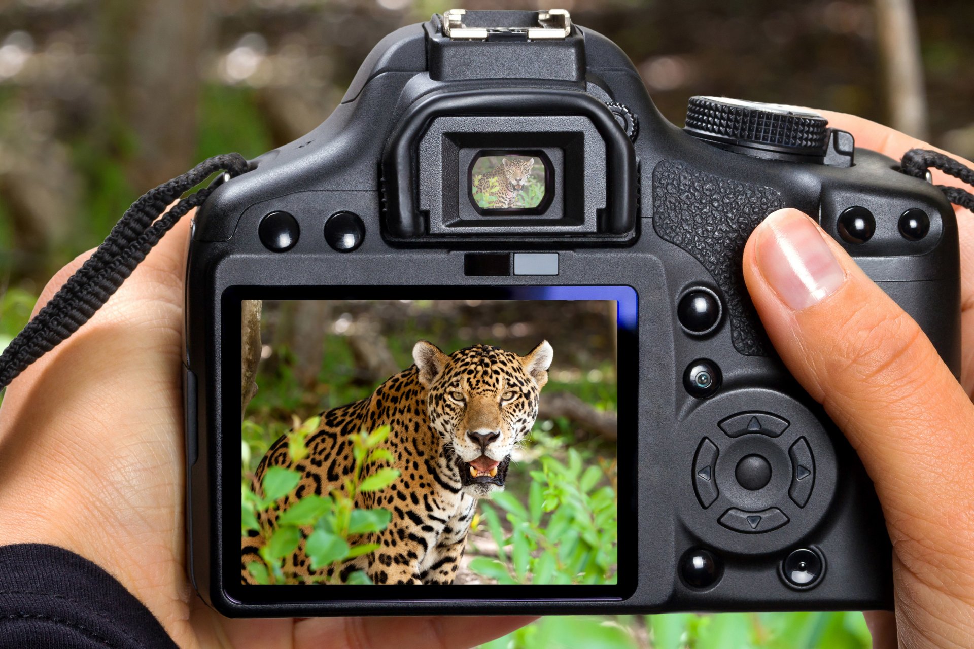 hi-tech technologia aparat zdjęcie aparat migawka drapieżnik wygląd poważny plamisty jaguar rozmycie bokeh makro tapeta