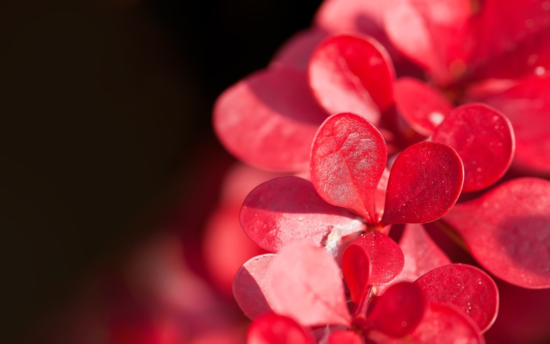 flowers little petals red sunlight macro