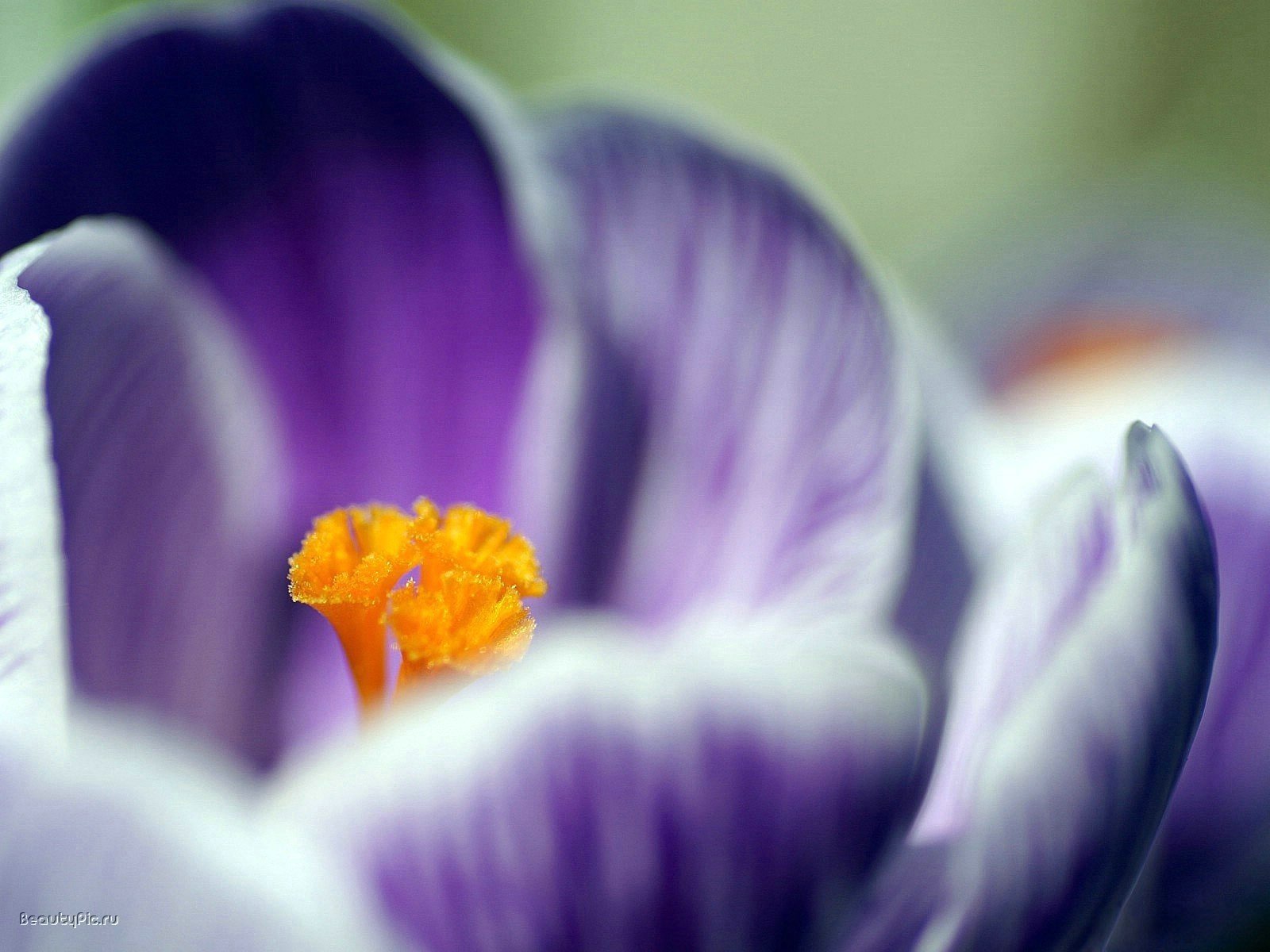 the petals of a snowdrop yellow pistil purple color flowers macro