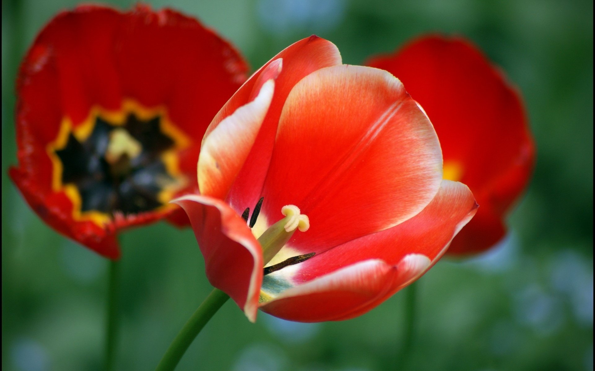 bocciolo aperto fiori fiore rosso tulipano macro tulipani papaveri foglie rosso